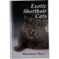 Bok Exotic Shorthair Cat